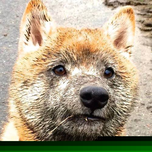 佛罗伦萨的怒吼，托尼式爆发如何让瑞士陷入全面压制