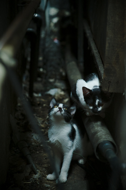 佛罗伦萨的怒吼，托尼式爆发如何让瑞士陷入全面压制